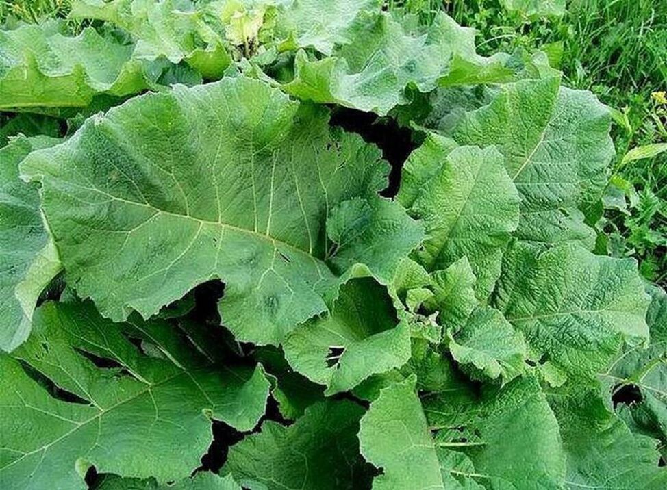 Varnalėšų lapai – liaudiška priemonė venų varikozei gydyti